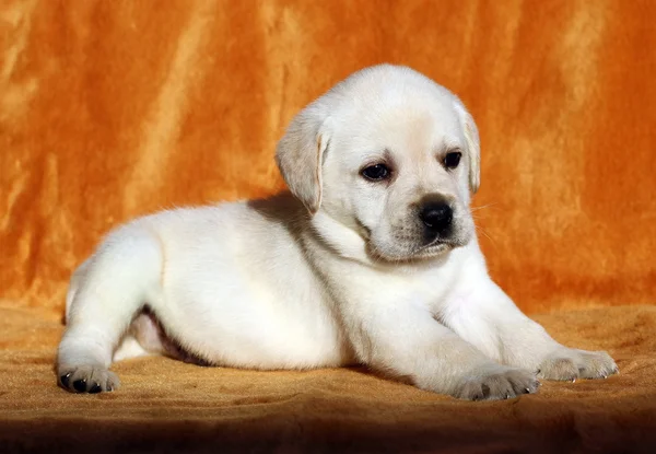 The yellow labrador puppy on orange background — Stock Photo, Image