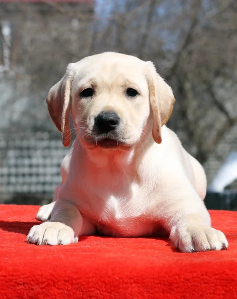 A yellow labrador puppy laying on red background — Stock Photo, Image