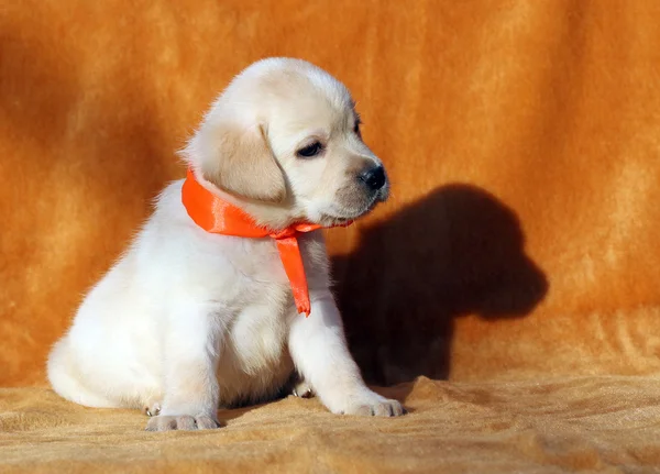 橙色背景上漂亮的黄色拉布拉多犬 — 图库照片