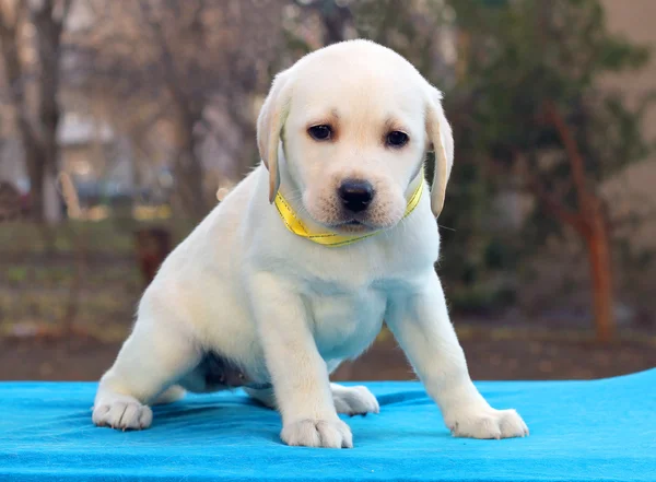 Labrador štěně na modrém pozadí — Stock fotografie