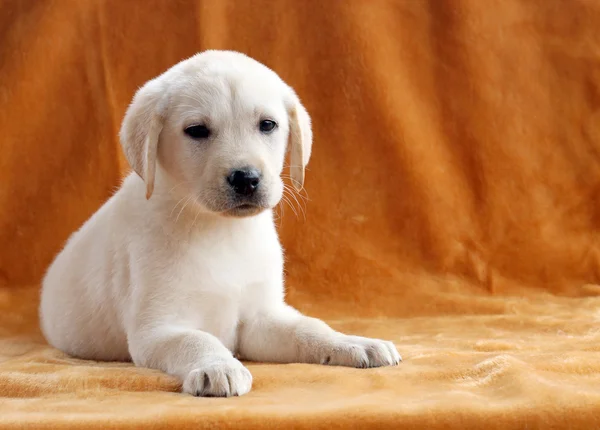 El perrito labrador amarillo sobre fondo naranja —  Fotos de Stock
