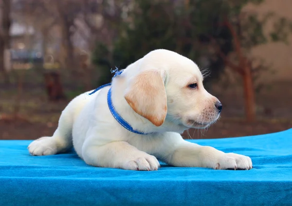 Mavi bir arka plan üzerinde Labrador köpek yavrusu — Stok fotoğraf