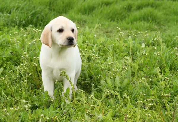 A yellow labrador puppy in green grass — Stock Photo, Image