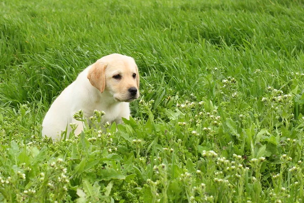Gul labrador valp i gröngräset — Stockfoto