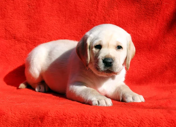 Labrador štěně na červeném pozadí — Stock fotografie