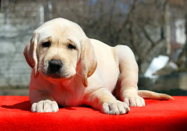 Piękny szczeniak labrador na czerwonym tle — Zdjęcie stockowe