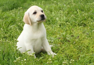 yeşil çim sarı labrador köpek yavrusu
