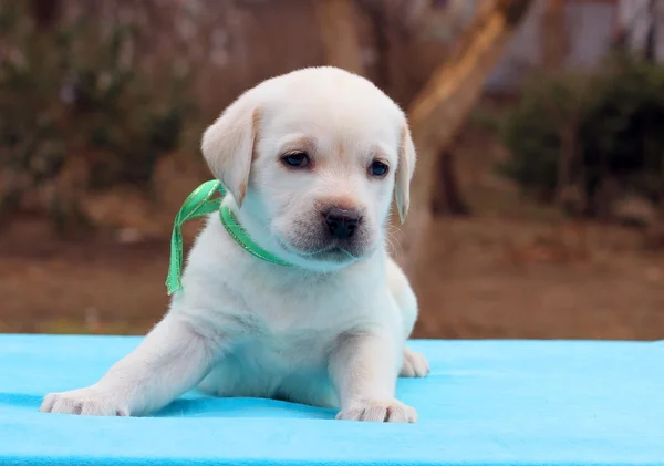 Un cucciolo labrador su sfondo blu — Foto Stock