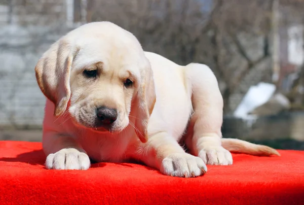 Un lindo cachorro labrador sobre fondo rojo —  Fotos de Stock