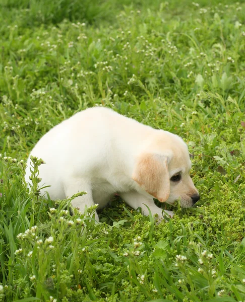 Um cachorro labrador amarelo na grama verde — Fotografia de Stock