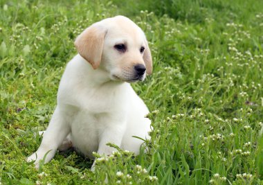 yeşil çim sarı labrador köpek yavrusu