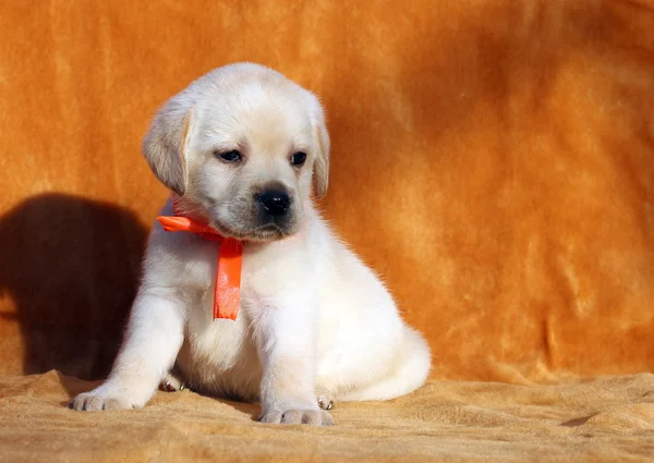 Ein gelber Labrador-Welpe auf orangefarbenem Hintergrund — Stockfoto