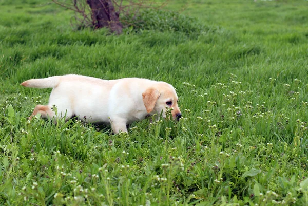 Gele labrador puppy uitgevoerd in groene gras — Stockfoto