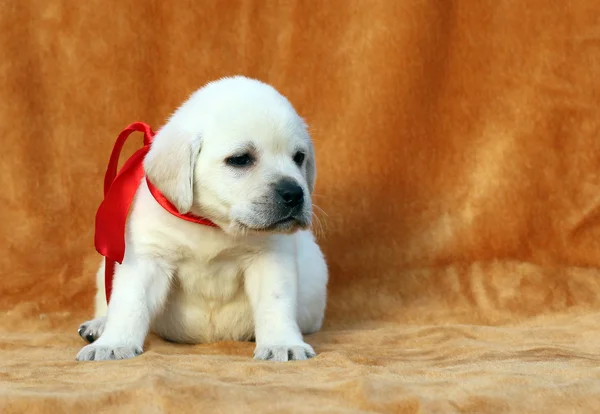 Bom cachorro labrador amarelo no fundo laranja — Fotografia de Stock