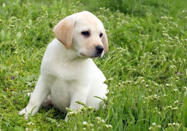 Cachorro labrador amarelo na grama verde — Fotografia de Stock