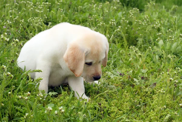 Żółty szczeniak labrador w zielonej trawie — Zdjęcie stockowe