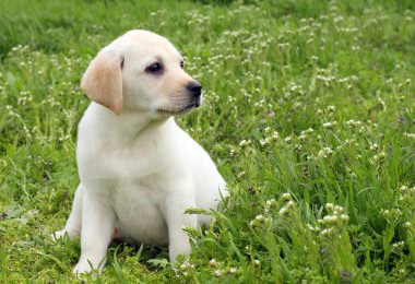 güzel sarı labrador yavrusu yeşil çimen