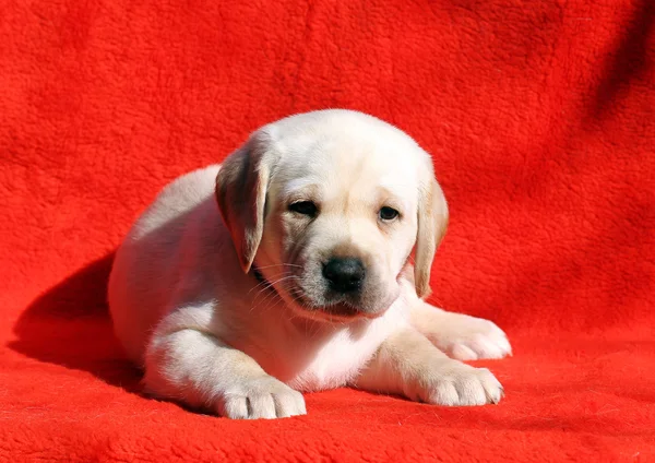 O filhote de cachorro labrador em um fundo vermelho — Fotografia de Stock