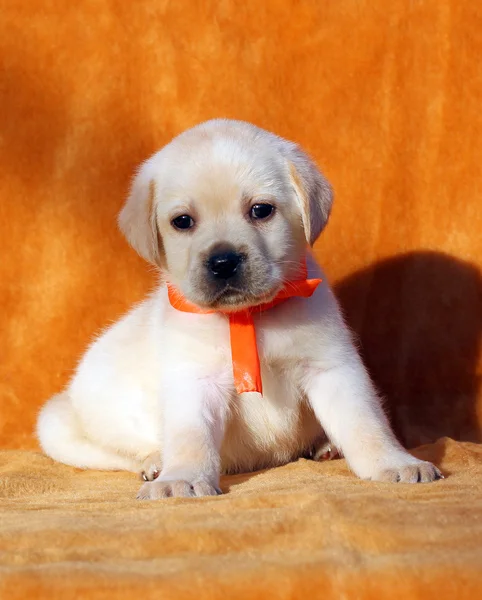 Žlutý labrador štěně na oranžovém pozadí — Stock fotografie