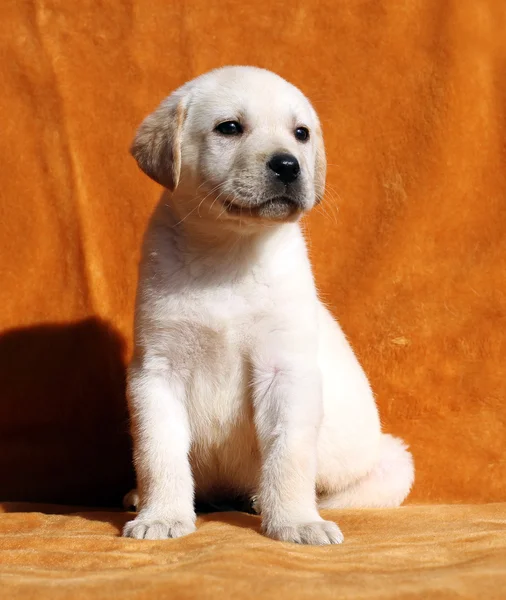 Ein gelber Labrador-Welpe auf orangefarbenem Hintergrund — Stockfoto
