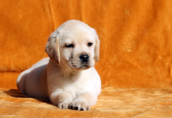 Un joli chiot labrador jaune sur fond orange — Photo