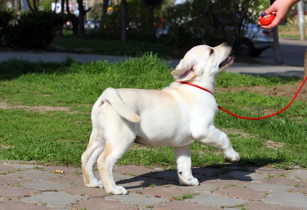 Il cucciolo labrador giallo che impara per esposizione di cane Immagine Stock