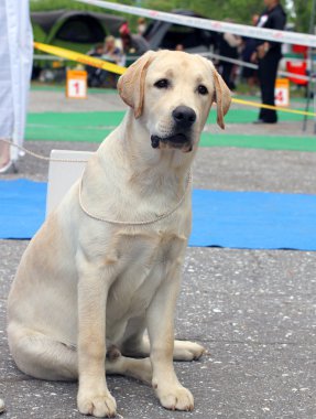 Sarı labrador yavru köpek göstermek