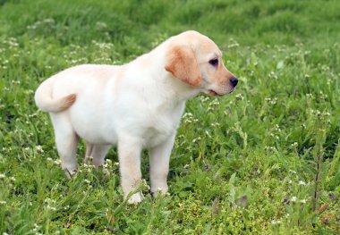 yeşil çimen, güzel bir sarı labrador köpek yavrusu