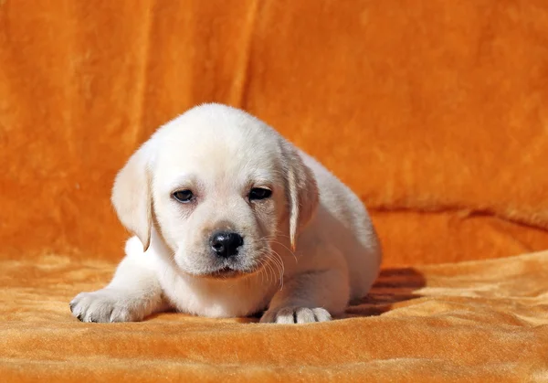 Um filhote de cachorro labrador amarelo agradável no fundo laranja — Fotografia de Stock