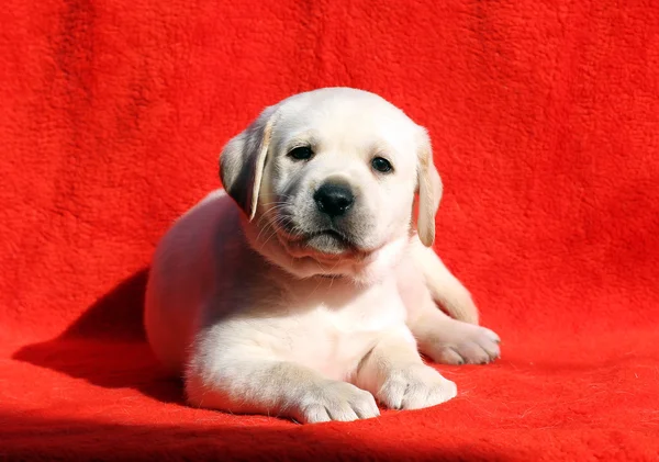 De labrador puppy op een rode achtergrond — Stockfoto