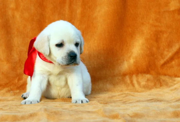 A yellow labrador puppy on orange background — Stock Photo, Image