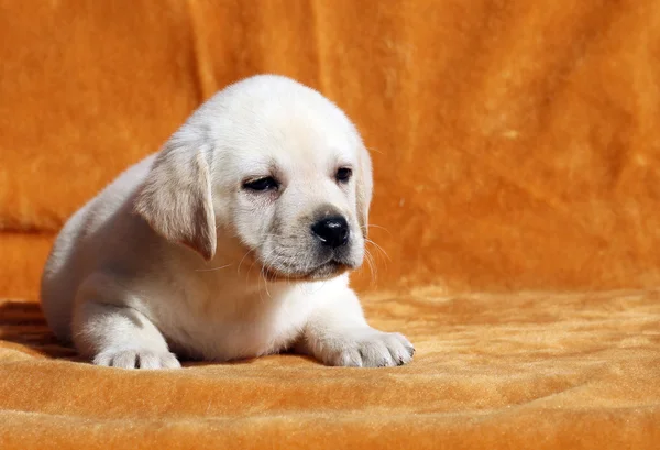 Een mooie gele labrador puppy op oranje achtergrond — Stockfoto