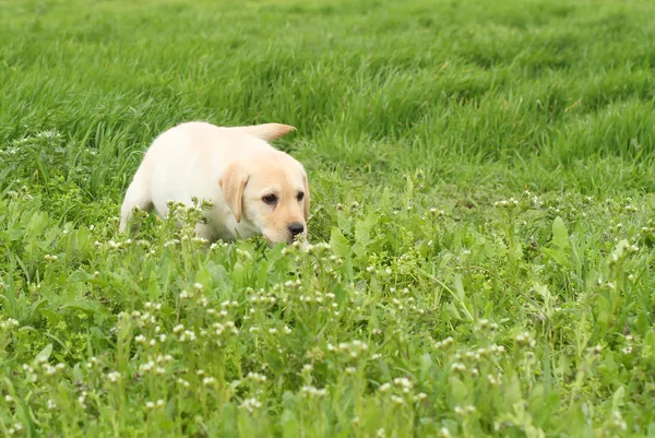 Een mooie gele labrador puppy in groene gras — Stockfoto