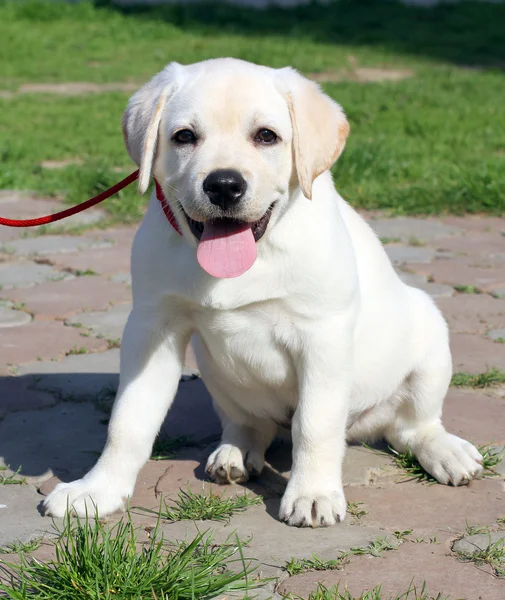 Yellow happy labrador puppy in garden — Stock Photo, Image