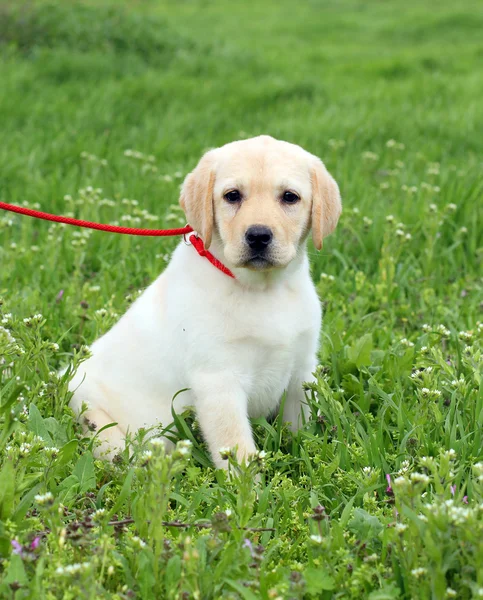 Bel cucciolo labrador giallo in erba verde Foto Stock