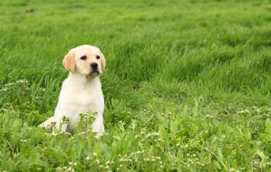 yeşil çimen, güzel bir sarı labrador köpek yavrusu