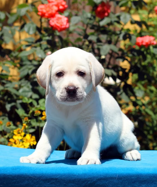 Der Labrador-Welpe auf blauem Hintergrund — Stockfoto