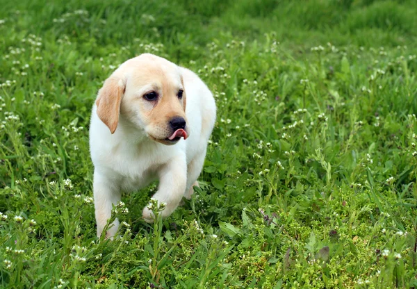 Den fina gula labrador hundvalp körs i gröngräset — Stockfoto