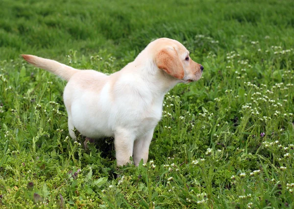 The nice yellow labrador puppy in green grass — Stock Photo, Image