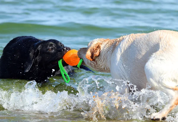 Två labradorer vid havet leker med en boll — Stockfoto