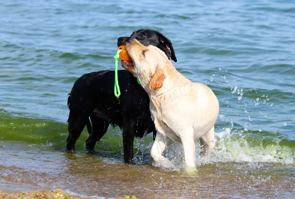 Två fina labradorer vid havet leker med en boll — Stockfoto