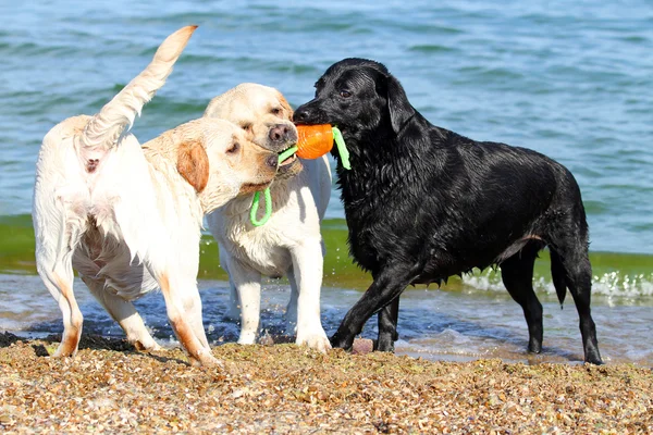 Three labradors at the sea playing with a ball — Stock Photo, Image