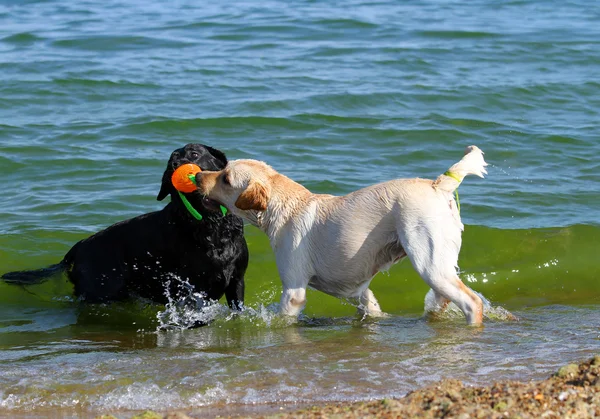 Labrador al mare che giocano con una palla Fotografia Stock