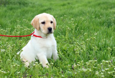 yeşil çimen, güzel bir sarı labrador köpek yavrusu
