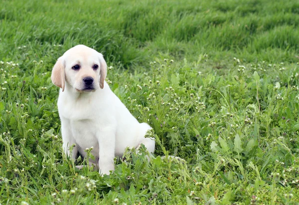 Bom cachorro labrador amarelo na grama verde — Fotografia de Stock