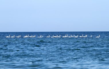 Kuğular Karadeniz üzerinde bir sürü