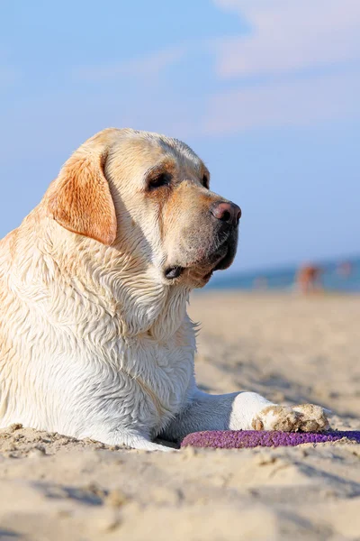 Een gele labrador in het strand close-up — Stockfoto