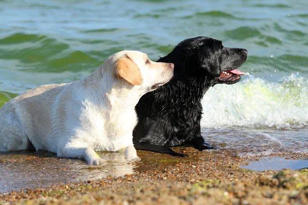 Two nice labradors at the sea — Stock Photo, Image