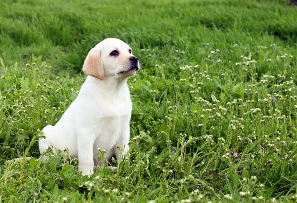 Милый желтый щенок лабрадора в зеленой траве — стоковое фото