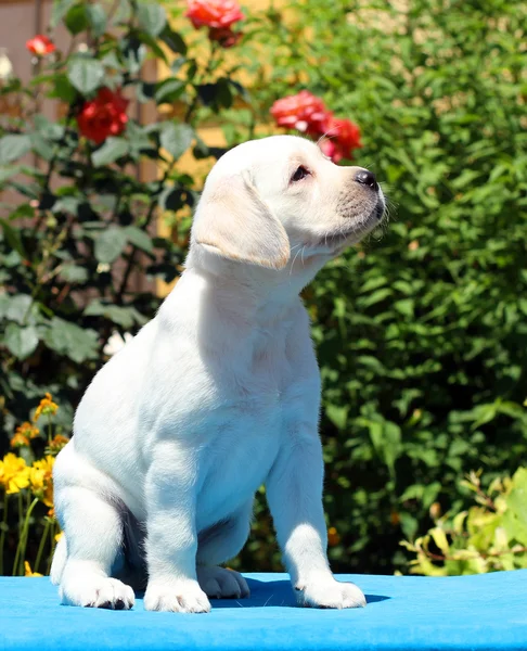 El cachorro labrador sobre un fondo azul —  Fotos de Stock